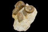 Jurassic Ammonites (Stephanoceras) - Fresney, France #177613-1